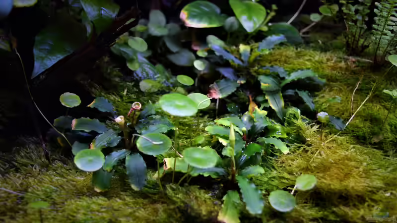 Pflanzen im Terrarium Ohne Seil, aber mit doppelten Boden von Junglist (50)