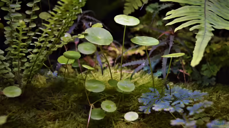Pflanzen im Terrarium Ohne Seil, aber mit doppelten Boden von Junglist (51)