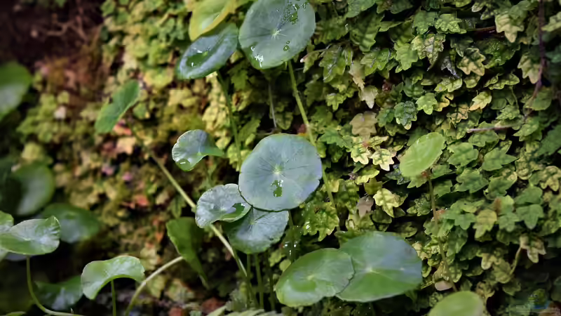 Pflanzen im Terrarium Ohne Seil, aber mit doppelten Boden von Junglist (52)