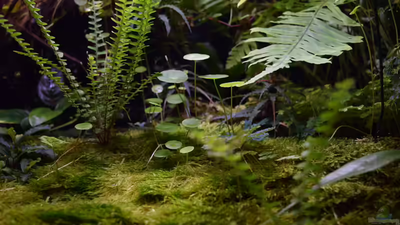 Pflanzen im Terrarium Ohne Seil, aber mit doppelten Boden von Junglist (53)