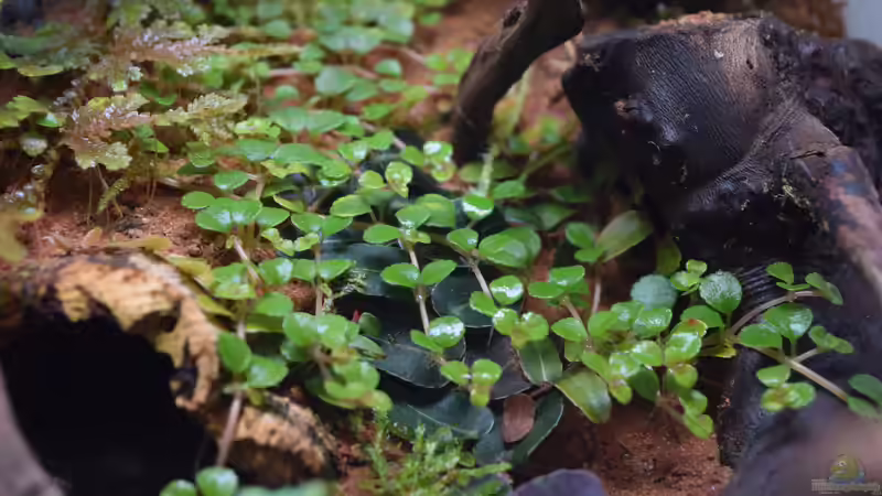 Pflanzen im Terrarium Südhang am Weinberg von Junglist (6)