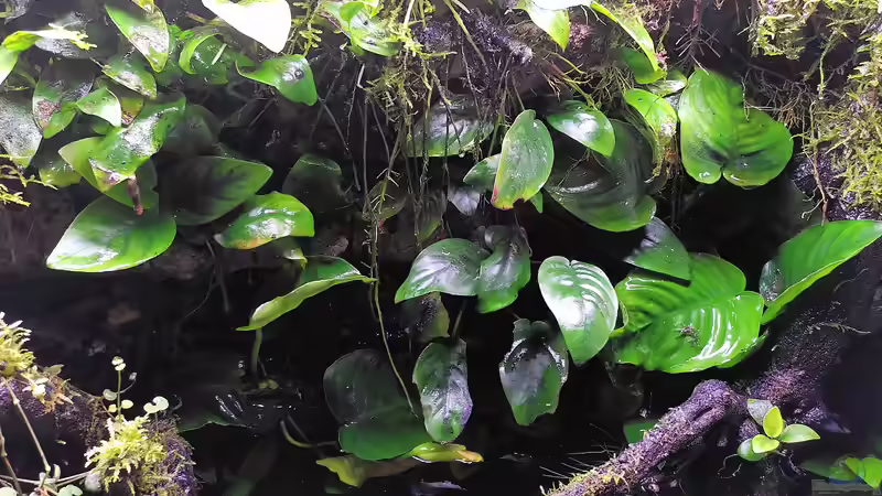 Pflanzen im Terrarium Traum von Afrika von Stephi (21)