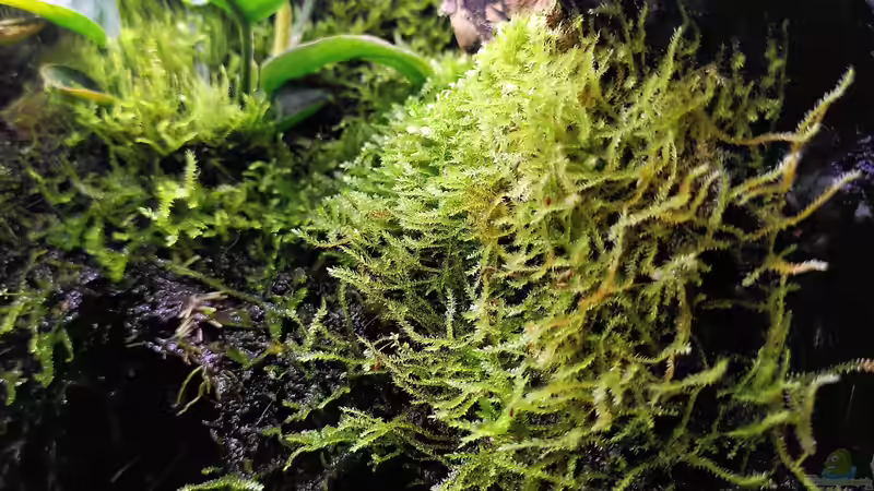 Pflanzen im Terrarium Traum von Afrika von Stephi (22)