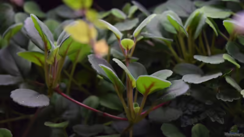 Pflanzen im Terrarium Urwäldchen....existiert so nicht, wurde umgebaut von Junglist (30)