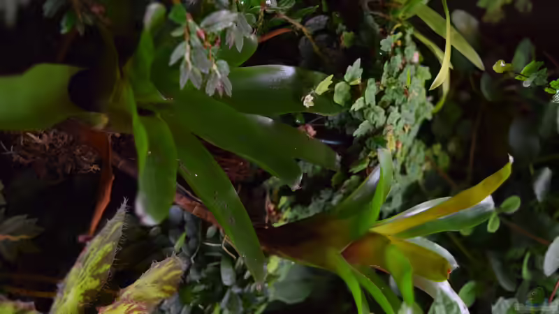 Pflanzen im Terrarium Urwäldchen....existiert so nicht, wurde umgebaut von Junglist (31)