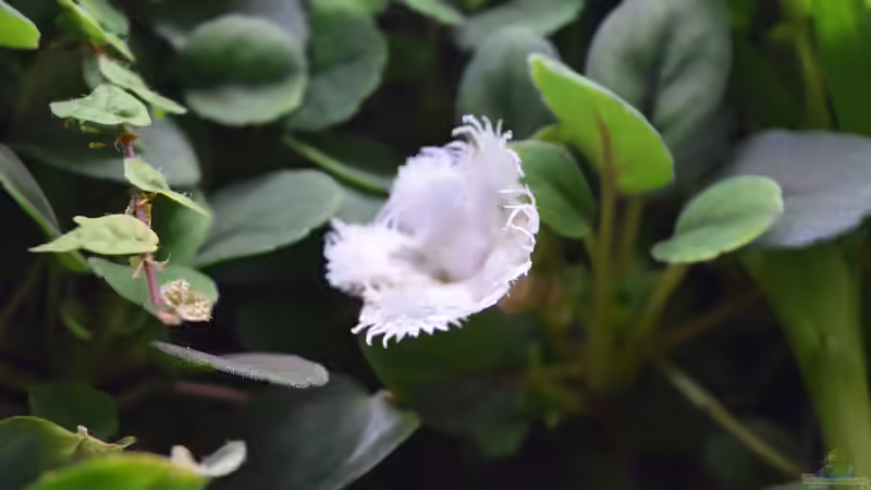 Pflanzen im Terrarium Urwäldchen....existiert so nicht, wurde umgebaut von Junglist (32)