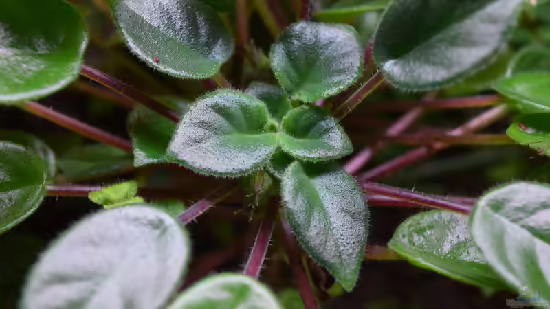 Pflanzen im Terrarium Urwäldchen....existiert so nicht, wurde umgebaut von Junglist (33)