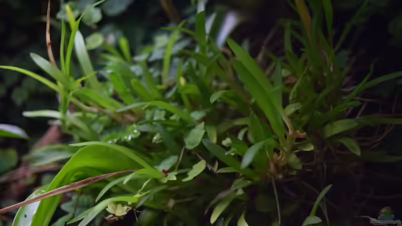 Pflanzen im Terrarium Urwäldchen....existiert so nicht, wurde umgebaut von Junglist (34)