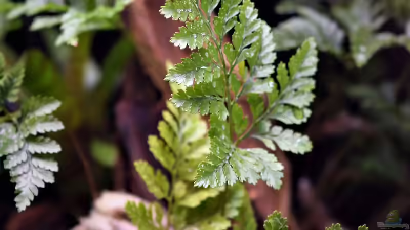 Pflanzen im Terrarium Vampirhausen... Verkauft von Junglist (15)