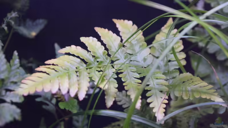 Pflanzen im Terrarium Vampirhausen... Verkauft von Junglist (21)