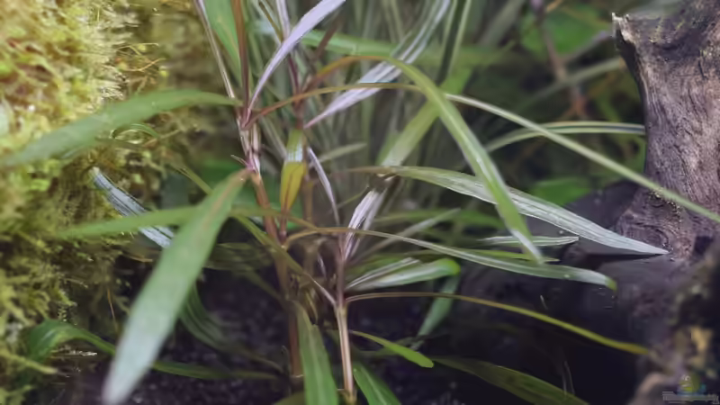 Pflanzen im Terrarium Via Mala von Junglist (10)