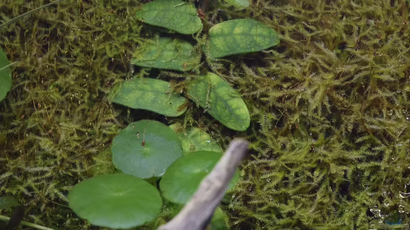 Pflanzen im Terrarium Via Mala von Junglist (11)