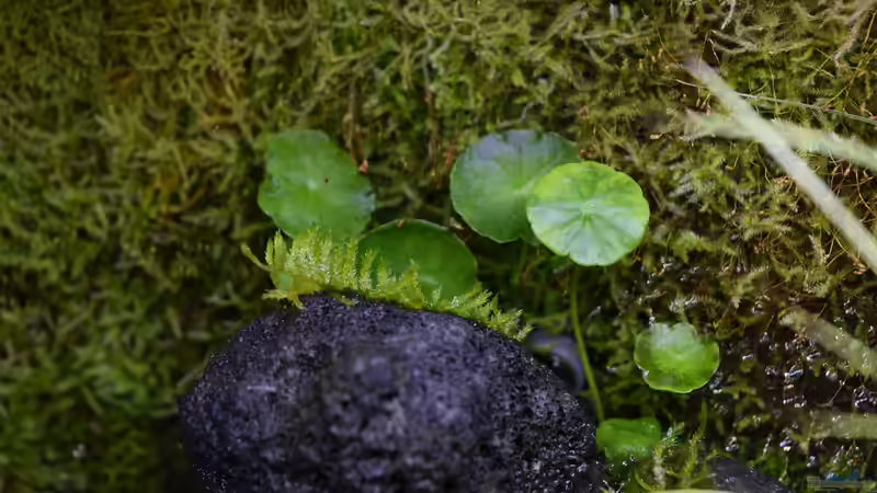 Pflanzen im Terrarium Via Mala von Junglist (12)