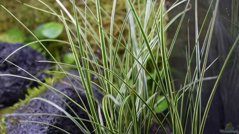 Pflanzen im Terrarium Via Mala von Junglist (9)