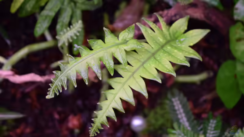 Pflanzen im Terrarium Von Asseln und Tausendfüsslern von Junglist (20)