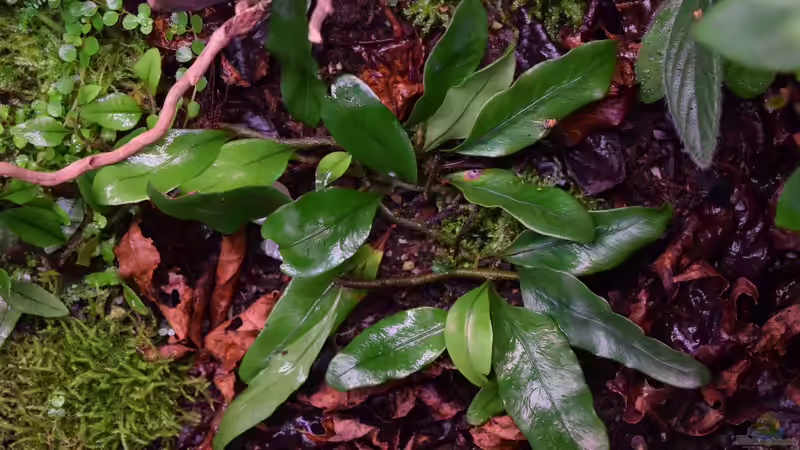 Pflanzen im Terrarium Von Asseln und Tausendfüsslern von Junglist (21)