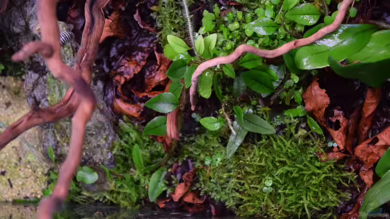 Pflanzen im Terrarium Von Asseln und Tausendfüsslern von Junglist (23)