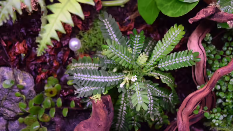 Pflanzen im Terrarium Von Asseln und Tausendfüsslern von Junglist (25)