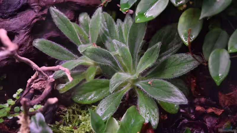 Pflanzen im Terrarium Von Asseln und Tausendfüsslern von Junglist (26)