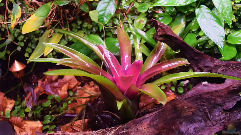 Pflanzen im Terrarium Von Asseln und Tausendfüsslern von Junglist (27)