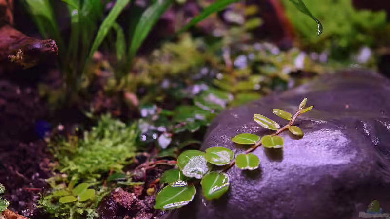 Pflanzen im Terrarium Von Asseln und Tausendfüsslern von Junglist (28)