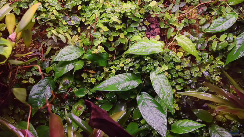 Pflanzen im Terrarium Von Asseln und Tausendfüsslern von Junglist (29)