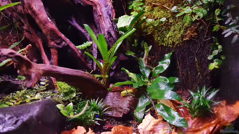 Pflanzen im Terrarium Von Asseln und Tausendfüsslern von Junglist (30)