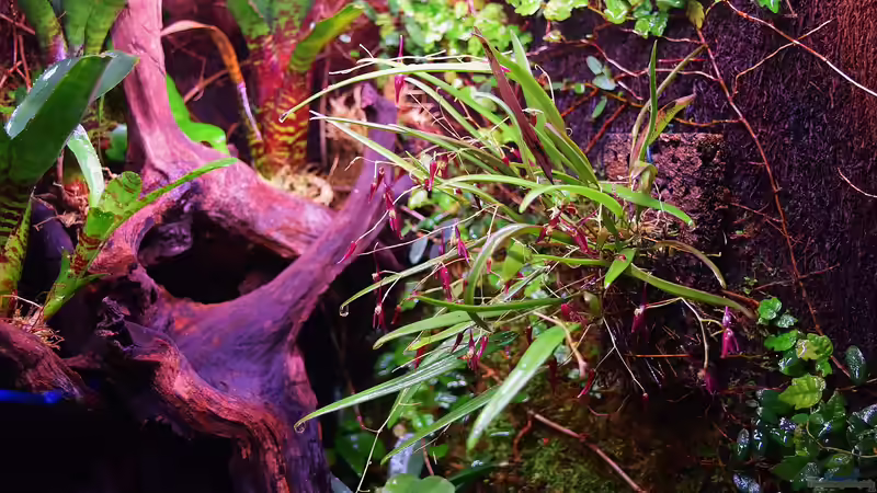 Pflanzen im Terrarium Von Asseln und Tausendfüsslern von Junglist (31)