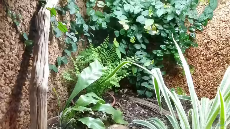Pflanzen im Terrarium Wohnstatt von Fräulein Brunhilde von Teich von Hexe (3)