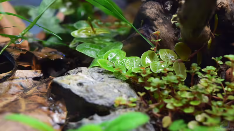 Pflanzen im Terrarium Yggdrasil von Junglist (28)