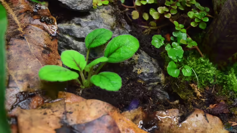 Pflanzen im Terrarium Yggdrasil von Junglist (30)