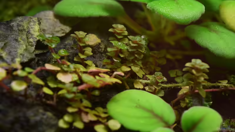 Pflanzen im Terrarium Yggdrasil von Junglist (40)