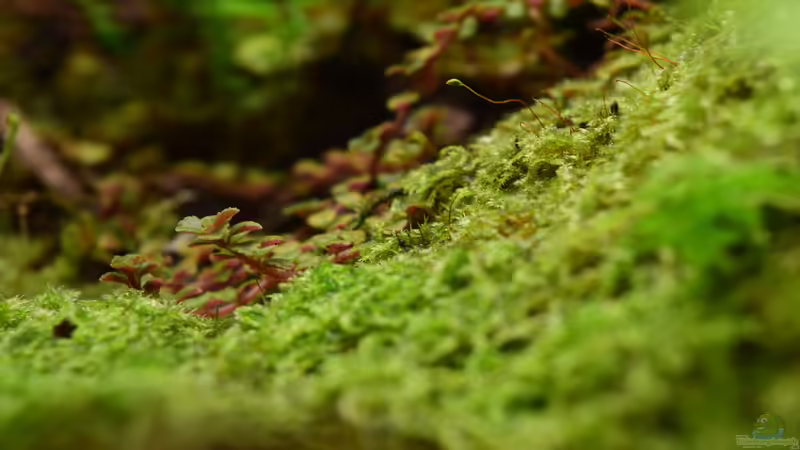 Pflanzen im Terrarium Yggdrasil von Junglist (41)