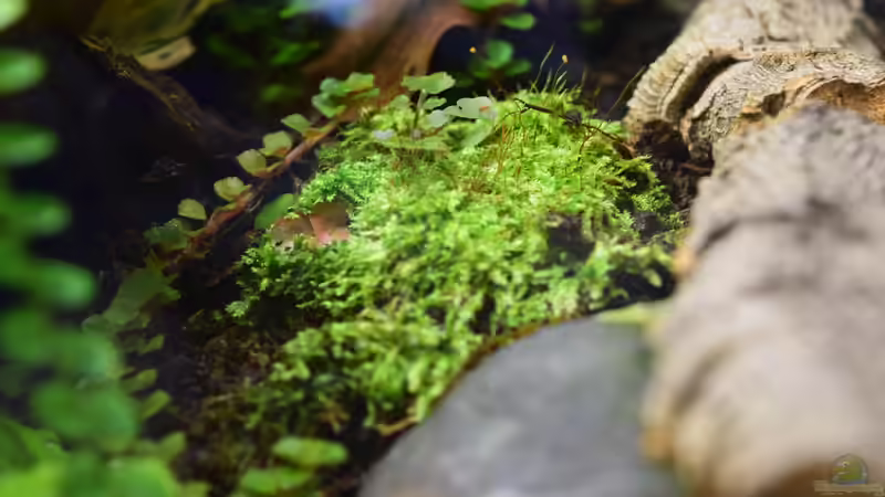 Pflanzen im Terrarium Yggdrasil von Junglist (43)