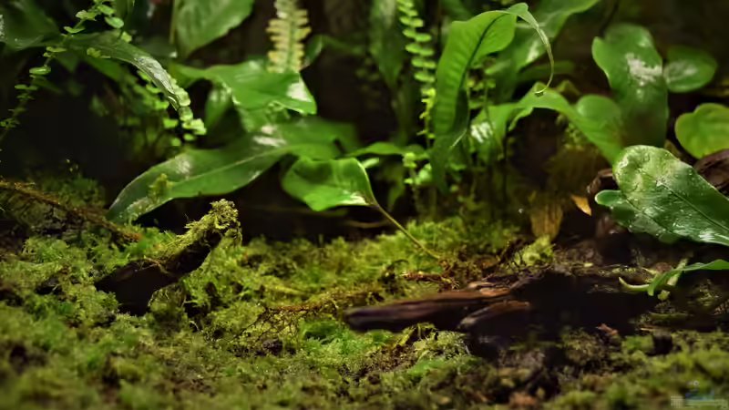 Pflanzen im Terrarium Yggdrasil von Junglist (49)