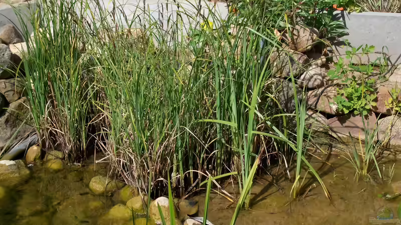 Pflanzen in der Sumpfzone - im Hintergrund wird die Steinmauer erneuert von Lily (14)