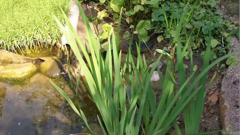 Pflanzen in der Sumpfzone von Lily (13)