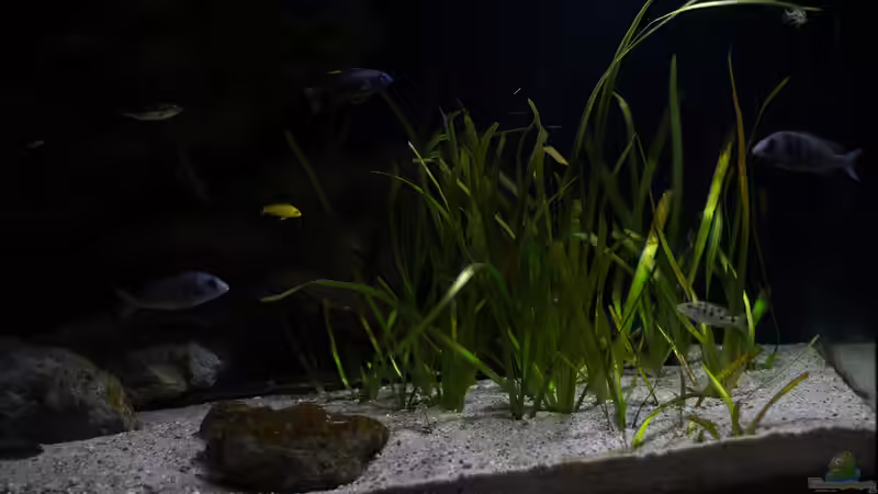 Pflanzen in der Uberzone .. von AjakAndi (40)