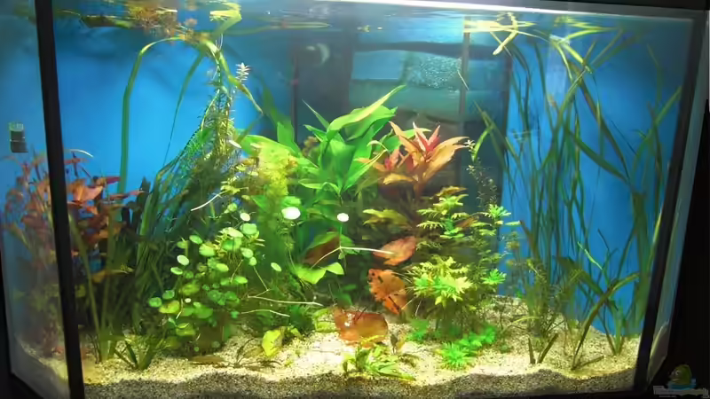 Pflanzen komplett 08.06.12 von Pflanzenoase (4)