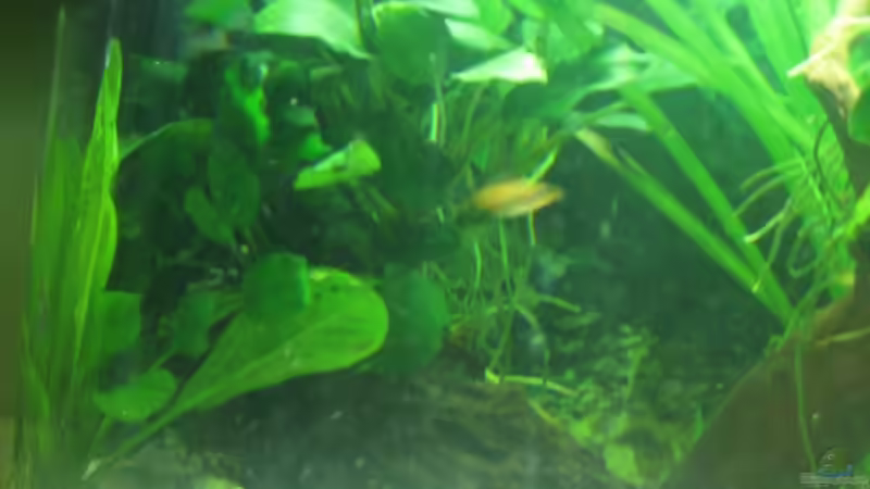 Pflanzen Linke Seite von Henning Brinkmann (10)