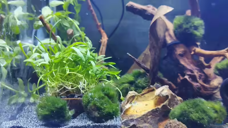 Pflanzen linke Seite von HOTU (8)