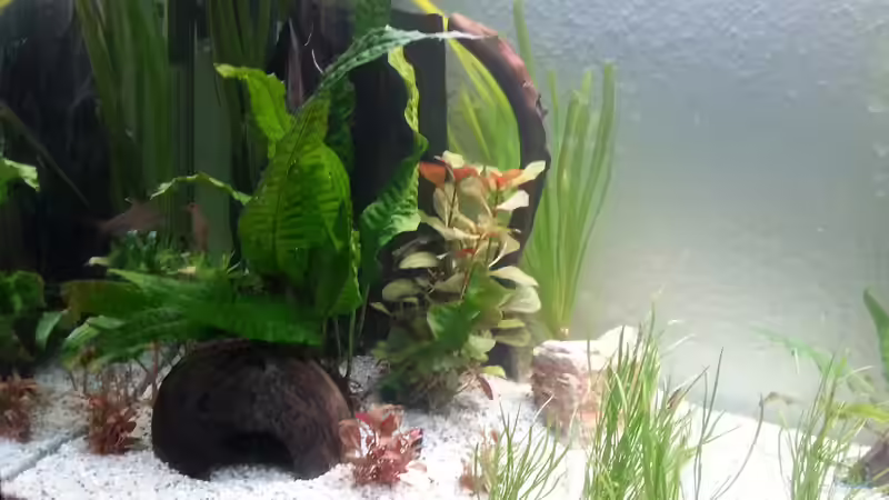 Pflanzen Links 4.9.2014 (Tag 2) von Jonas (Trancemania) (9)