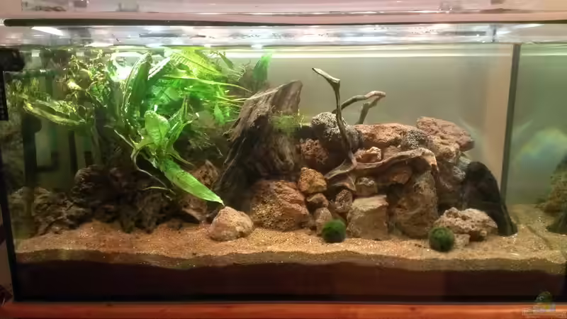 Pflanzen links nur mal reingelegt. Wird noch Moos auf die lavasteine aufgebunden und Boden noch bepflanzt (Stand 16.01.15)