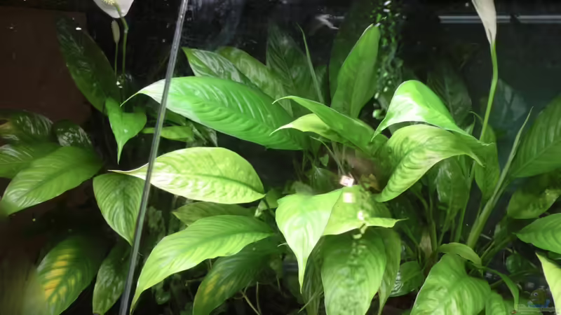 Pflanzen links von kojandt (7)