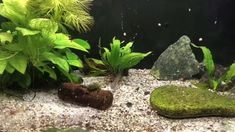 Pflanzen nützen die kleinen Buntbarsche Lamprologus kungweensis gerne, um sich zu verstecken... von Helga Kury (4)