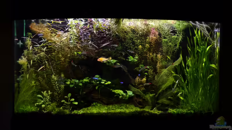 Pflanzen Pflanzen Pflanzen!!!!  Davon Lebt ein Aquarium meiner Meinung nach. von Rotkopfsalmler (1)