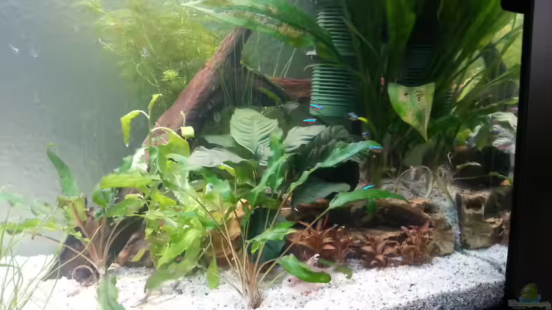 Pflanzen Rechts 4.9.2014 (Tag 2) von Jonas (Trancemania) (10)