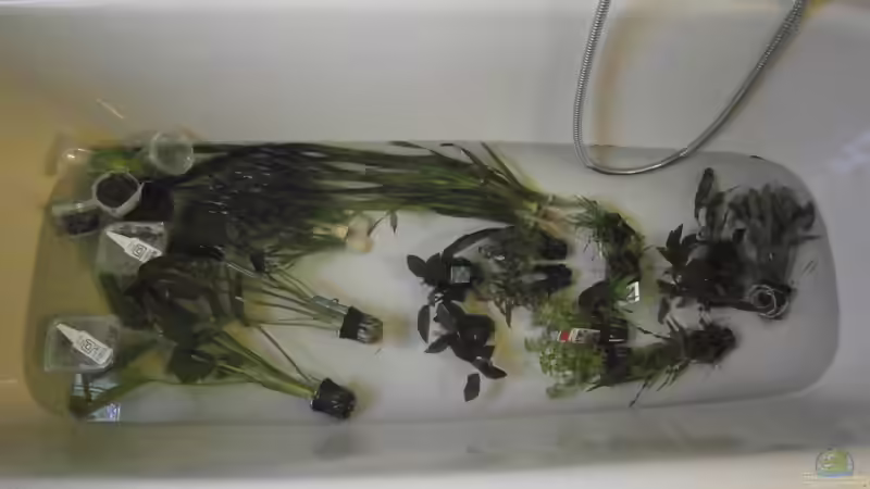 Pflanzen sind da von Uwe W (13)