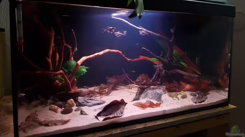 Pflanzen sind eingezogen von YoshiMaus (5)