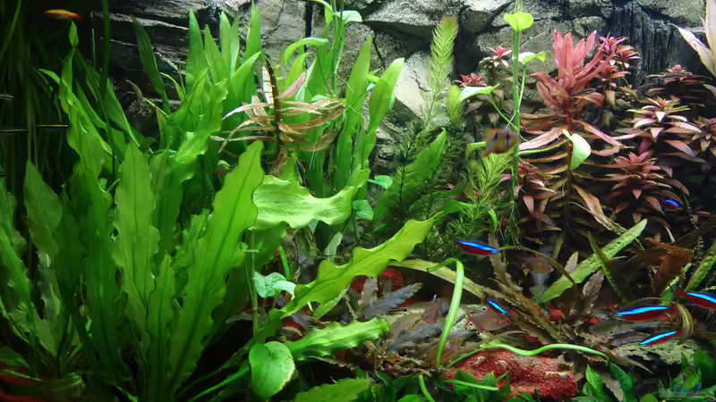 Pflanzen sind ok? von Pico (2)